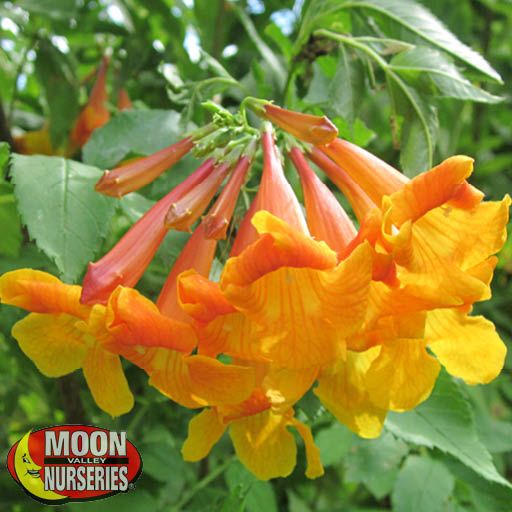 orange_jubilee_flowers_vine