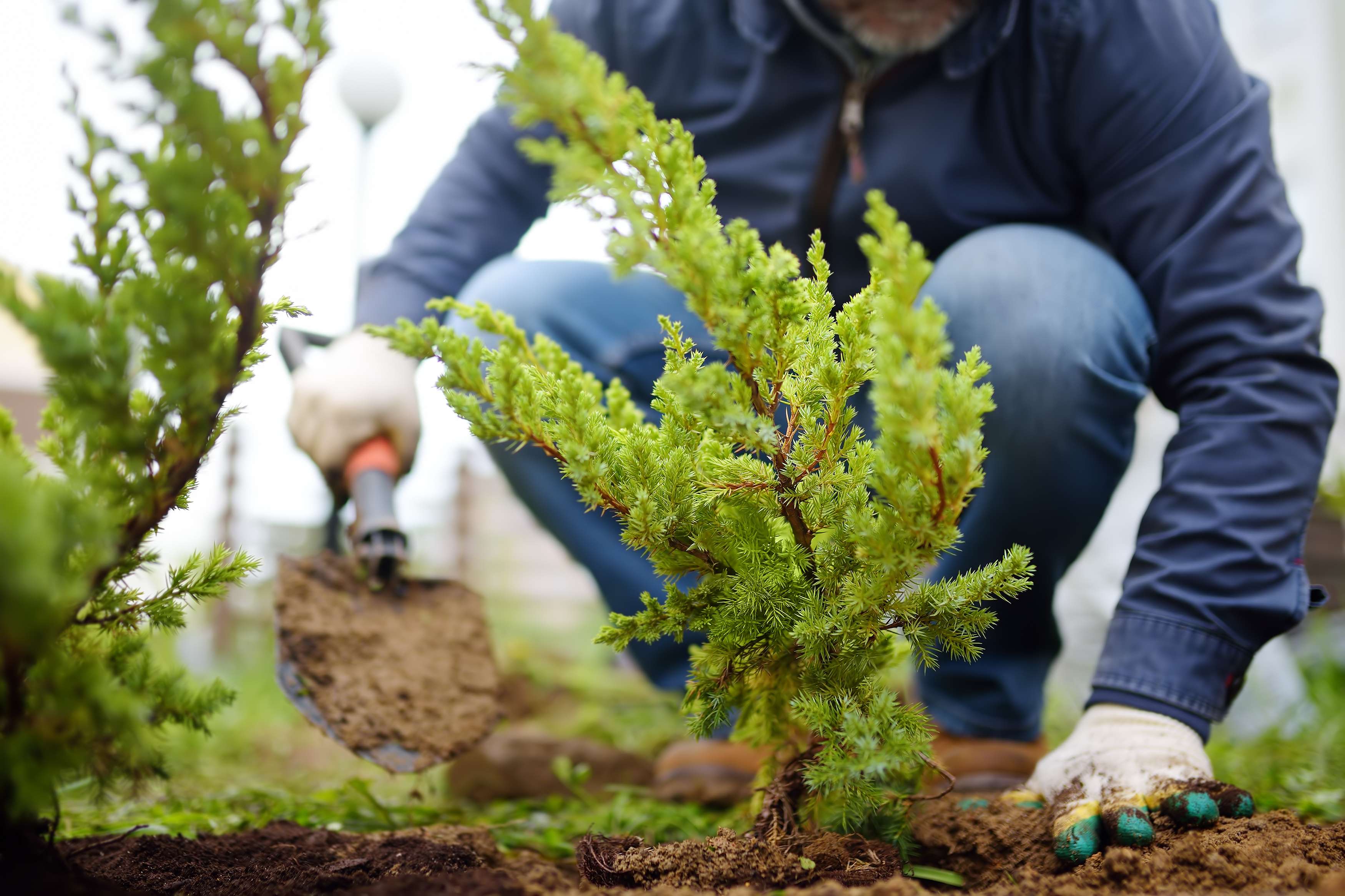 Help! Is it safe to plant the trees and plants I bought or should